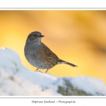 Les oiseaux du jardin photographiÃ©s Ã  la mangeoire en hiver. Saison : Hiver - Lieu : Marcheville / CrÃ©cy-en-Ponthieu, Somme, Picardie, France.