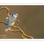 Mésange bleue (Cyanistes caeruleus - Eurasian Blue Tit)