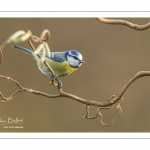 Mésange bleue (Cyanistes caeruleus - Eurasian Blue Tit)