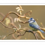 Mésange bleue (Cyanistes caeruleus - Eurasian Blue Tit)