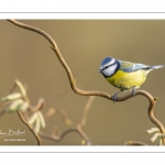 Mésange bleue (Cyanistes caeruleus - Eurasian Blue Tit)