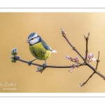 Mésange bleue (Cyanistes caeruleus - Eurasian Blue Tit)