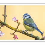 Mésange bleue (Cyanistes caeruleus - Eurasian Blue Tit)