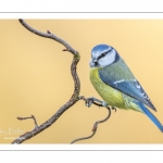 Mésange bleue (Cyanistes caeruleus - Eurasian Blue Tit)