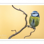 Mésange bleue (Cyanistes caeruleus - Eurasian Blue Tit)