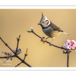 Mésange huppée (Lophophanes cristatus - European Crested Tit)