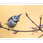 Mésange huppée (Lophophanes cristatus - European Crested Tit)