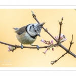 Mésange huppée (Lophophanes cristatus - European Crested Tit)