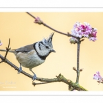 Mésange huppée (Lophophanes cristatus - European Crested Tit)