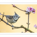 Mésange huppée (Lophophanes cristatus - European Crested Tit)