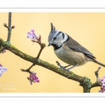 Mésange huppée (Lophophanes cristatus - European Crested Tit)