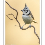 Mésange huppée (Lophophanes cristatus - European Crested Tit)