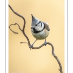 Mésange huppée (Lophophanes cristatus - European Crested Tit)