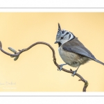 Mésange huppée (Lophophanes cristatus - European Crested Tit)