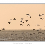 Passage de Tadornes de Belon (Tadorna tadorna - Common Shelduck) en vol - Multitude d'oiseaux rassemblÃ©s en baie de Somme par une froide soirÃ©e d'hiver - Saison : Hiver - Lieu :  Plages de la Maye, Le Crotoy, Baie de Somme, Somme, Picardie, France