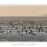 Multitude d'oiseaux rassemblÃ©s en baie de Somme par une froide soirÃ©e d'hiver : Tadornes de belon, huitriers-pie, bÃ©casseaux, courlis... - Saison : Hiver - Lieu :  Plages de la Maye, Le Crotoy, Baie de Somme, Somme, Picardie, France