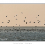 Passage de Tadornes de belon et d'huitriers-pies en vol - Multitude d'oiseaux rassemblÃ©s en baie de Somme par une froide soirÃ©e d'hiver - Saison : Hiver - Lieu :  Plages de la Maye, Le Crotoy, Baie de Somme, Somme, Picardie, France