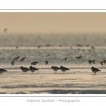 Multitude d'oiseaux rassemblÃ©s en baie de Somme par une froide soirÃ©e d'hiver (HuÃ®trier pie Haematopus ostralegus - Eurasian Oystercatcher) - Saison : Hiver - Lieu :  Plages de la Maye, Le Crotoy, Baie de Somme, Somme, Picardie, France