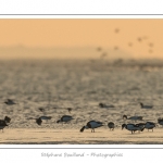 Tadornes de belon et Huitriers-pies. Multitude d'oiseaux rassemblÃ©s en baie de Somme par une froide soirÃ©e d'hiver - Saison : Hiver - Lieu :  Plages de la Maye, Le Crotoy, Baie de Somme, Somme, Picardie, France