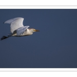 Héron garde-boeufs (Bubulcus ibis - Western Cattle Egret)