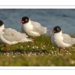 Mouette mélanocéphale (Ichthyaetus melanocephalus - Mediterranean Gull)