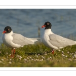 Mouette mélanocéphale (Ichthyaetus melanocephalus - Mediterranean Gull)