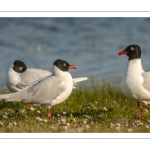 Mouette mélanocéphale (Ichthyaetus melanocephalus - Mediterranean Gull)