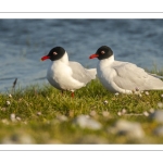 Mouette mélanocéphale (Ichthyaetus melanocephalus - Mediterranean Gull)