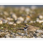 Petit Gravelot (Pluvier petit-gravelot, Charadrius dubius, Little Ringed Plover)