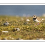 Petit Gravelot (Pluvier petit-gravelot, Charadrius dubius, Little Ringed Plover)