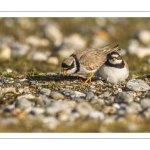 Petit Gravelot (Pluvier petit-gravelot, Charadrius dubius, Little Ringed Plover)