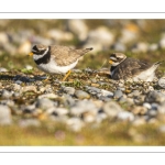 Petit Gravelot (Pluvier petit-gravelot, Charadrius dubius, Little Ringed Plover)