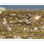 Petit Gravelot (Pluvier petit-gravelot, Charadrius dubius, Little Ringed Plover)