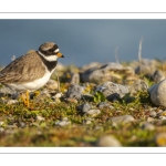 Petit Gravelot (Pluvier petit-gravelot, Charadrius dubius, Little Ringed Plover)