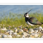 Vanneau huppé (Vanellus vanellus - Northern Lapwing)