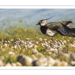 Vanneau huppé (Vanellus vanellus - Northern Lapwing)