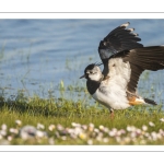 Vanneau huppé (Vanellus vanellus - Northern Lapwing)