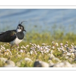 Vanneau huppé (Vanellus vanellus - Northern Lapwing)