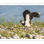 Vanneau huppé (Vanellus vanellus - Northern Lapwing)