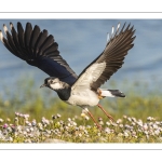 Vanneau huppé (Vanellus vanellus - Northern Lapwing)