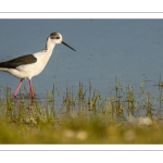 Échasse blanche (Himantopus himantopus - Black-winged Stilt)