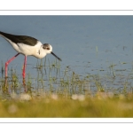 Échasse blanche (Himantopus himantopus - Black-winged Stilt)