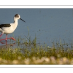 Échasse blanche (Himantopus himantopus - Black-winged Stilt)