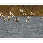 Tadorne de Belon (Tadorna tadorna - Common Shelduck)