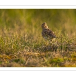 Alouette des champs (Alauda arvensis - Eurasian Skylark)