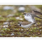 Accouplement de petits gravelots (Pluvier petit-gravelot Charadrius dubius - Little Ringed Plover)