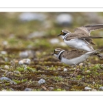 Accouplement de petits gravelots (Pluvier petit-gravelot Charadrius dubius - Little Ringed Plover)