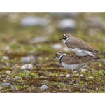 Accouplement de petits gravelots (Pluvier petit-gravelot Charadrius dubius - Little Ringed Plover)