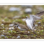 Accouplement de petits gravelots (Pluvier petit-gravelot Charadrius dubius - Little Ringed Plover)