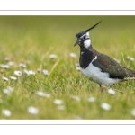 Vanneau huppé (Vanellus vanellus - Northern Lapwing) dans les pâquerettes